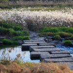 path of stepping stones through a marsh