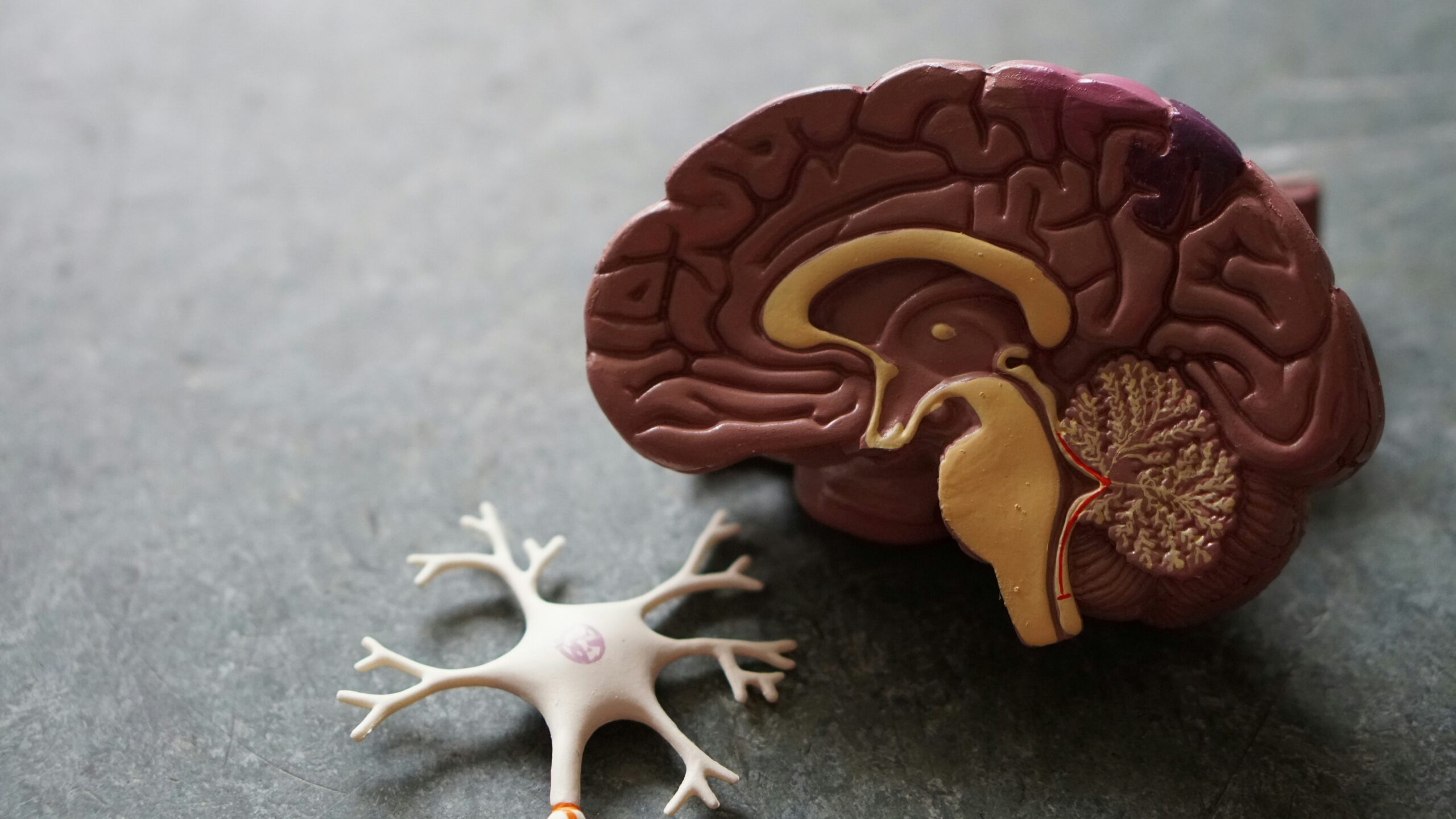 plastic figure of a brain and a nerve cell