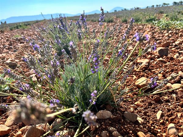 ​Telling the Whole Story